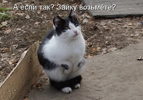 Прикольные картинки