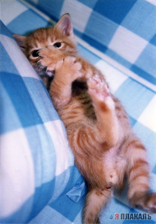 Коты, кошки, котята