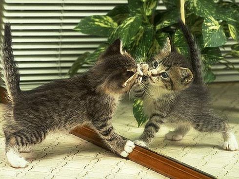 Коты, кошки, котята