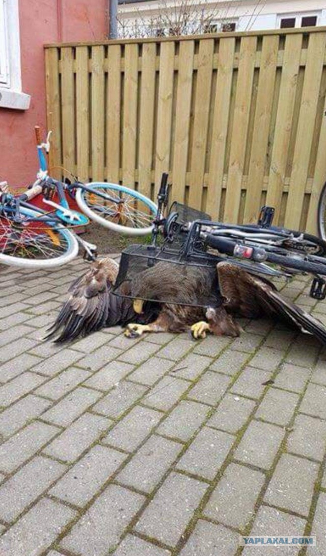 WTF: Что тут происходит?