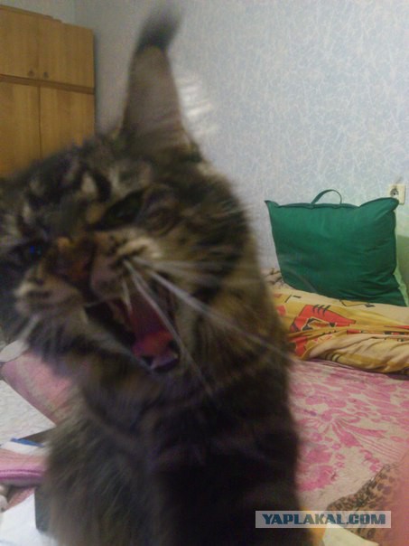 Когда котик зевнул не вовремя...