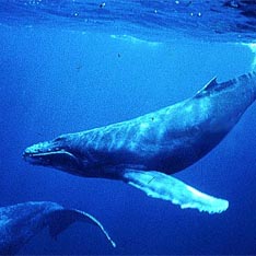 Свирепая мощь природы - фонтаны китов (6 фото)