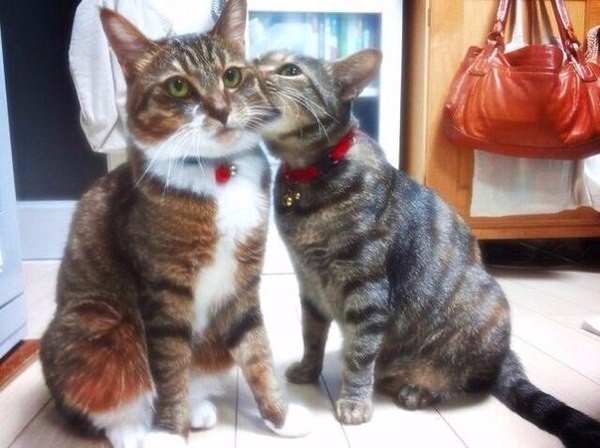 Прикольные животные