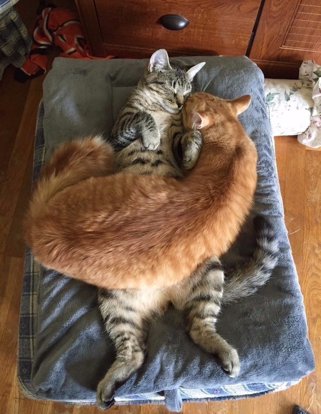 Коты из сети