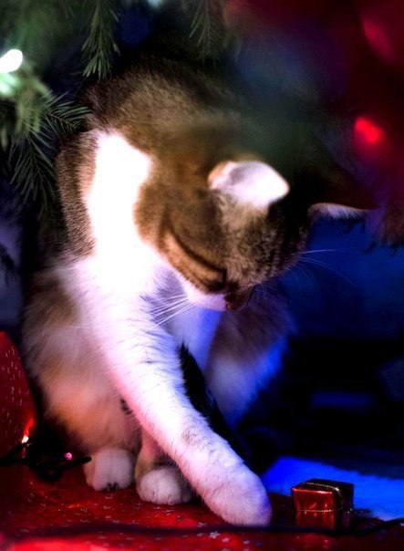 Коты из сети