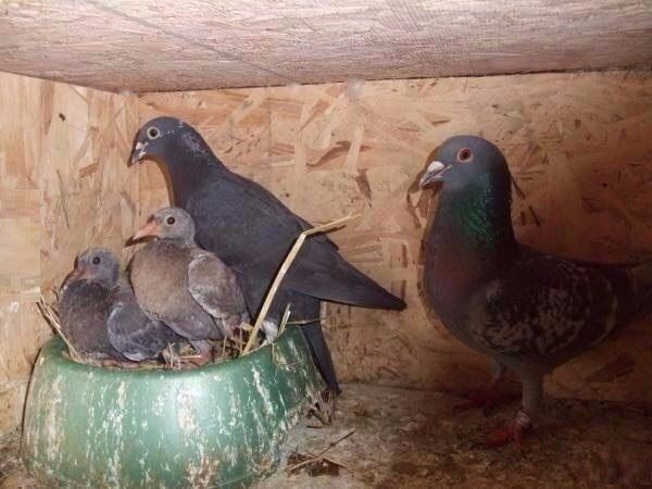 Самые смешные животные