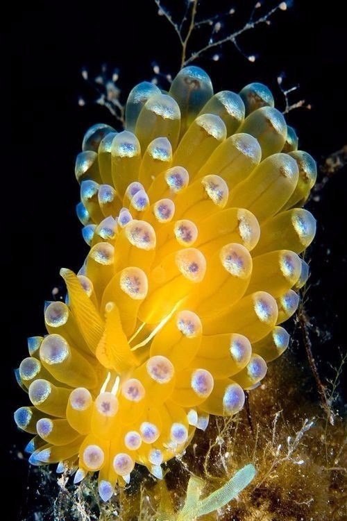 Самые смешные животные