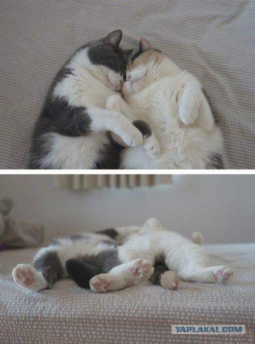 Котовторник 14.03.2017