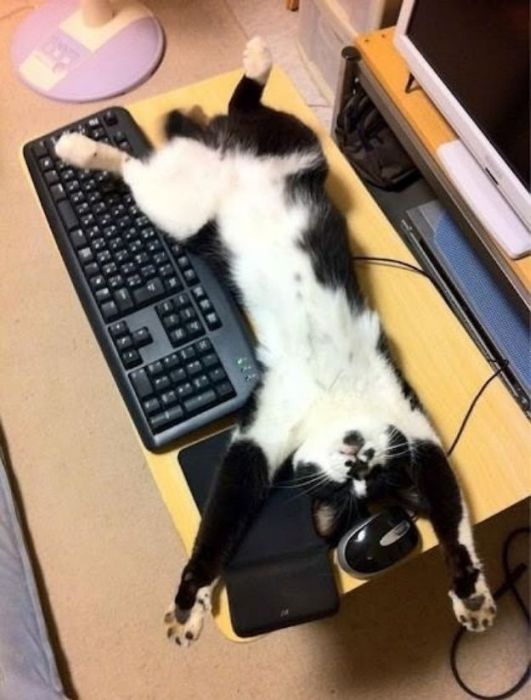 Коты и Кошки