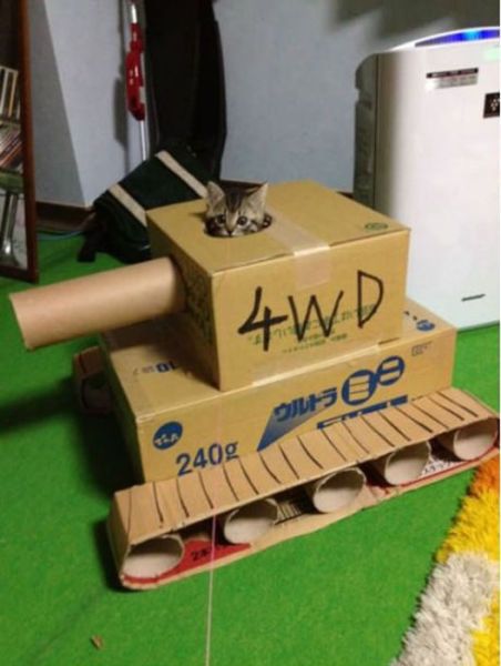 Коты и Кошки