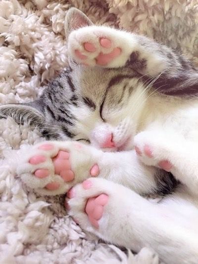 Коты и Кошки