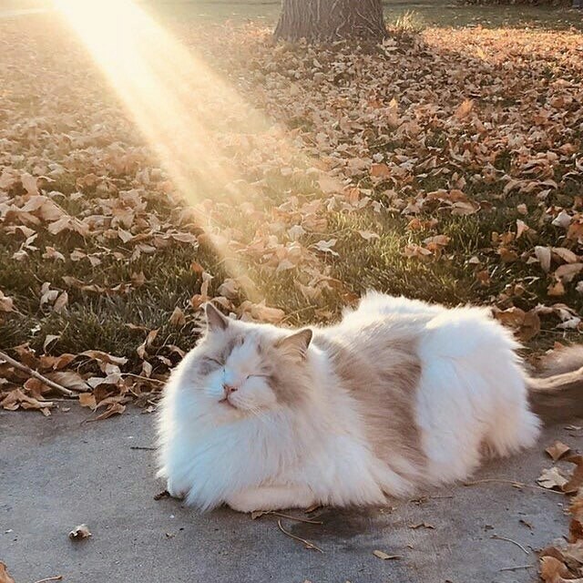 Коты и Кошки