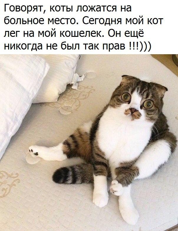 Фотобомбы котов