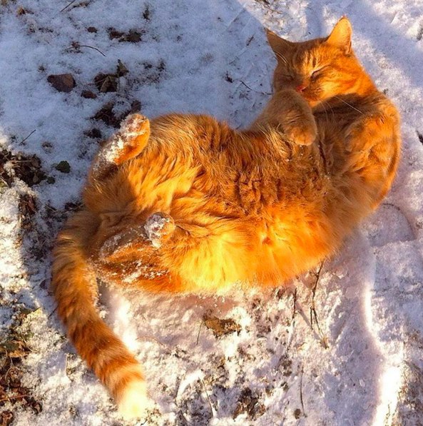 Прикольных котов пост