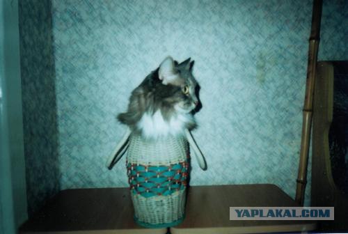 Уррааа! Котовторник на ЯПлакалъ!