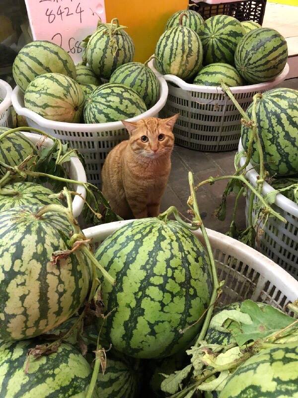 Котовторник 24.07.2018