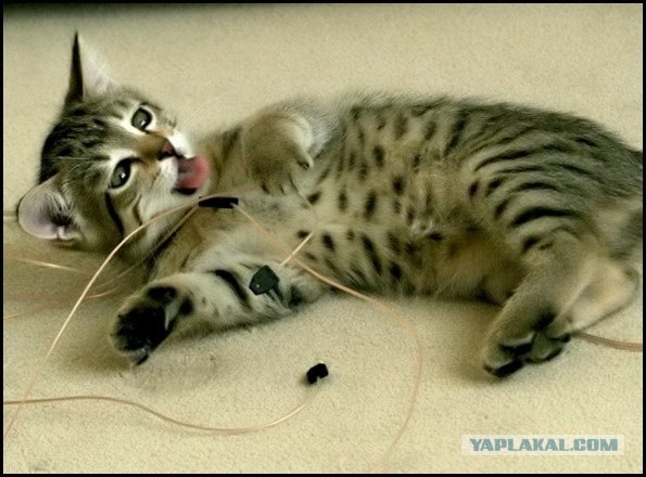 Котовторник на 03.02.2009