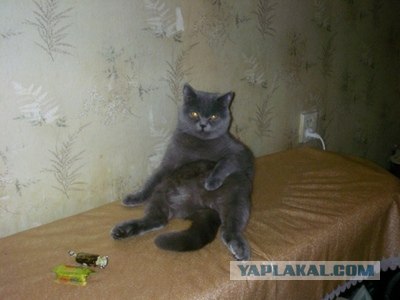 Кот Нельсон