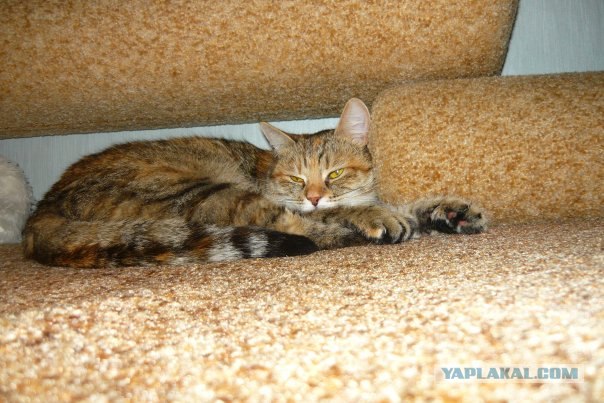 Кошарий