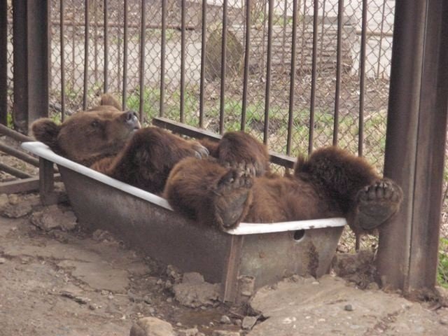 Милые животные. Мимиметр сломался
