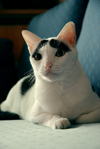 Котовторник 20.12.2011