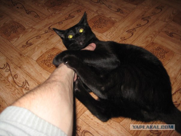 Котовторник 24.04.2012