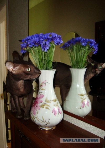 Котовторник 29.05.2012