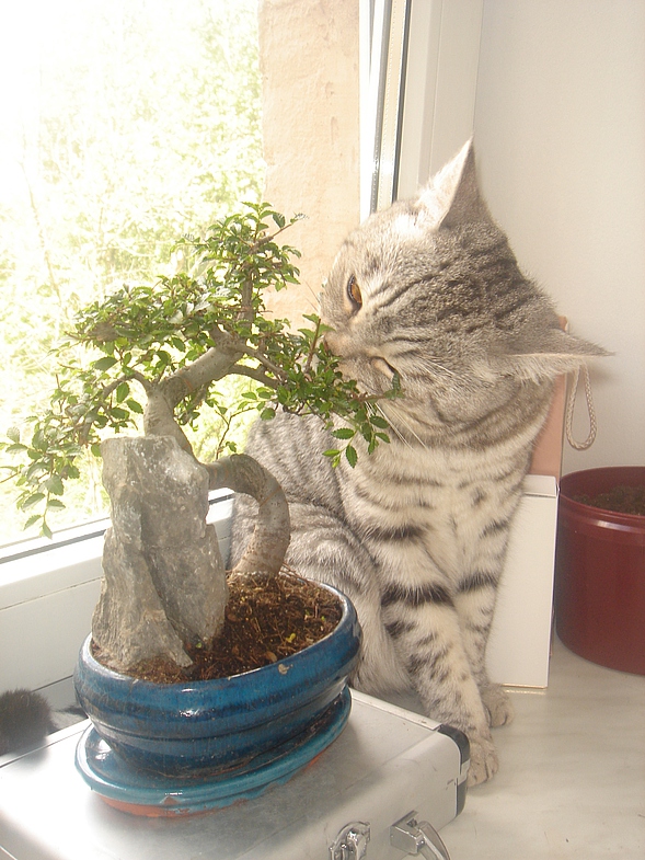 Котовторник  4.09.12