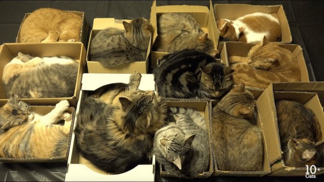 Кошки, которые заснули в самых невообразимых позах