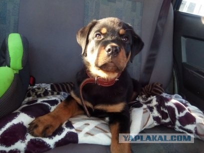 Сразу видно, кто ночью не спал