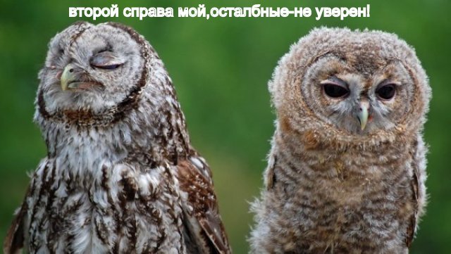 Совята-слетки в вет. больнице