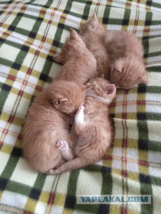Котовторник. Поговорим о кличках, друзья