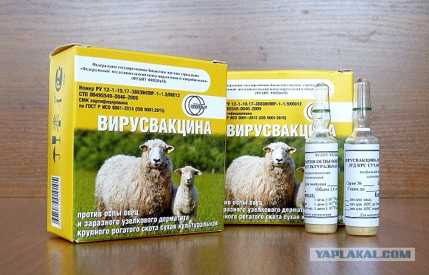 В Чечне через день после поручения Кадырова объявили о вакцинации всех взрослых