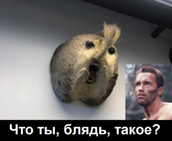 Всяческие картинки 17.11.2021