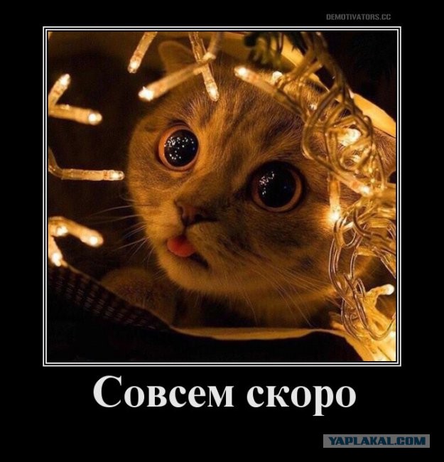 Картинки и мемы для настроения 21.12.21