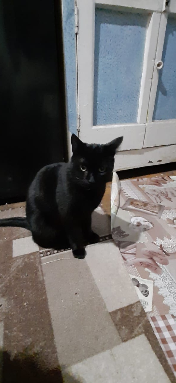 Что-то котовторник никто не начинает...