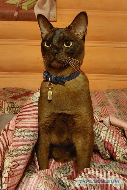 Котовторник