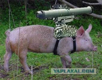 А это уже не шутки...