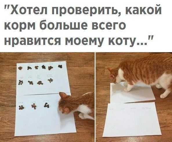 Жизнь домашнего приюта "Котоленд" 433