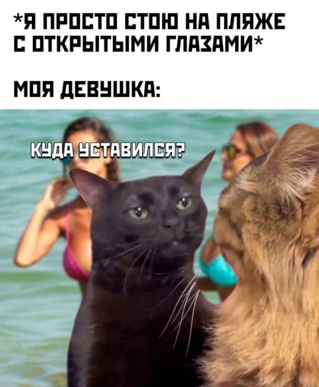 К котовторнику: подборка картинок-баянов с котиками и про котиков. Выпуск 24.
