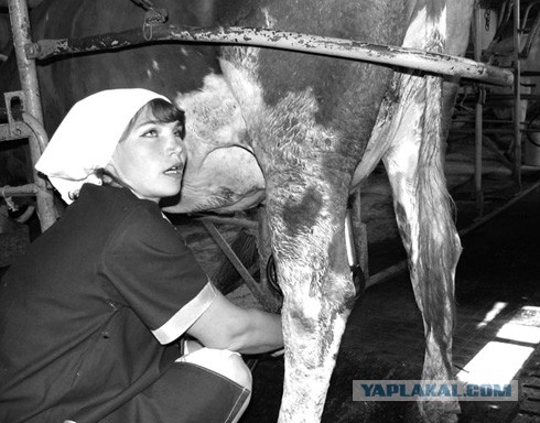 Леночка - верблюд или культура парковки