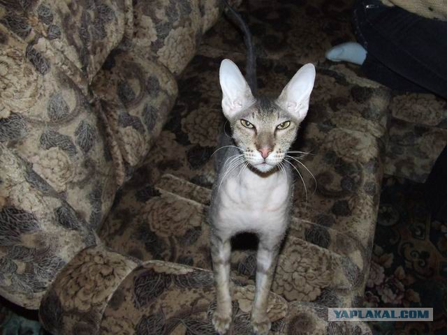 Котовторник на 24.09.2013г