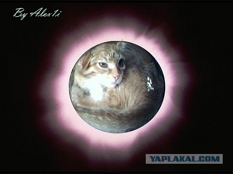 Кот в квадрате