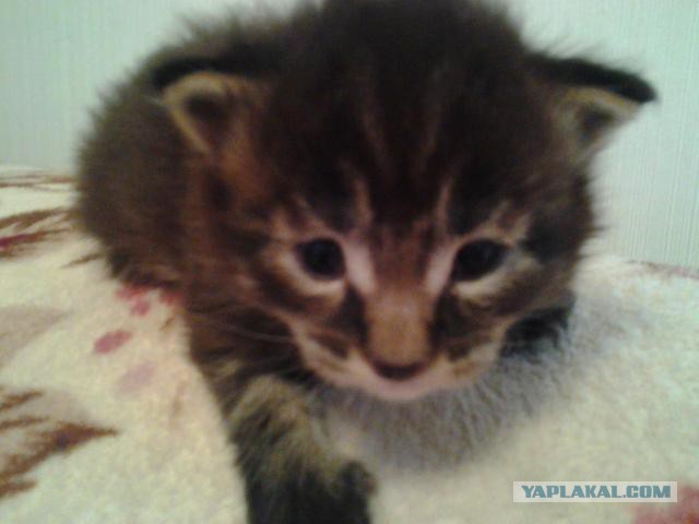 Дом для кошки.