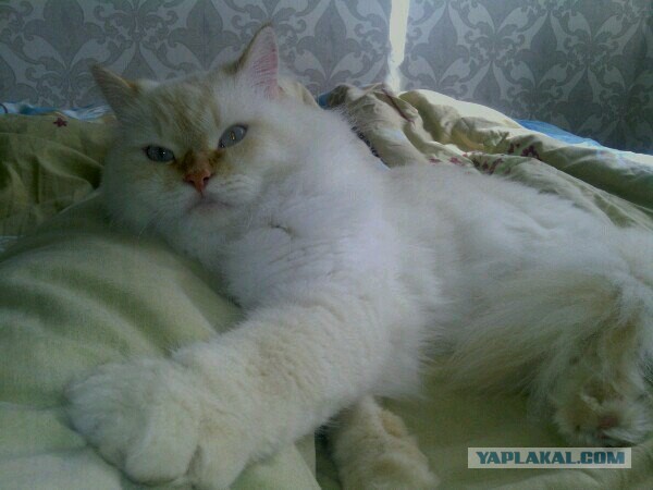 Котовторник  08.07.2014