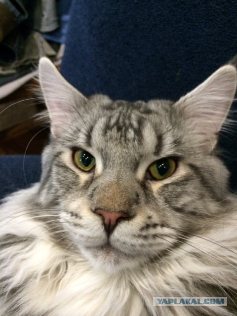 Котовторник 22.07.14