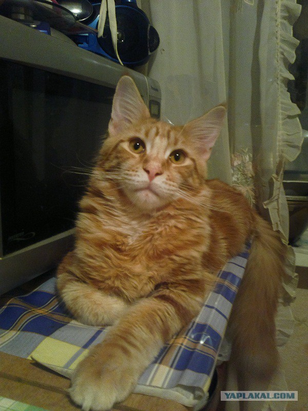 Котовторник 7.10.2014