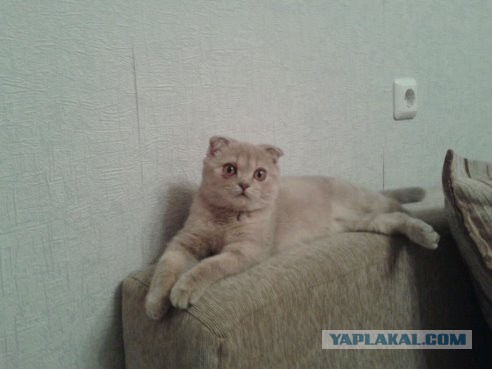 Котовторник 21.10.2014
