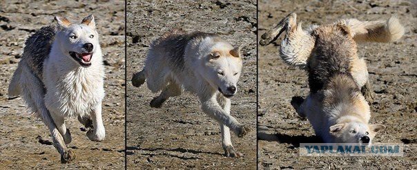 Смешные картинки