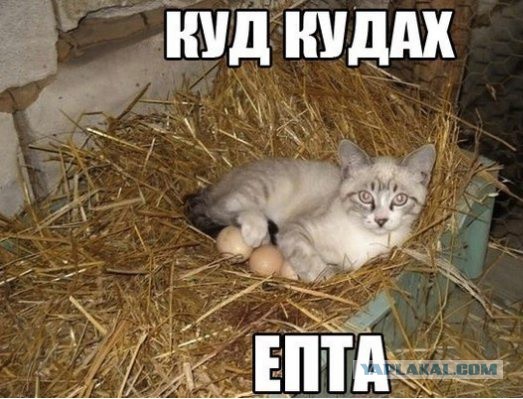 Веселое из сети